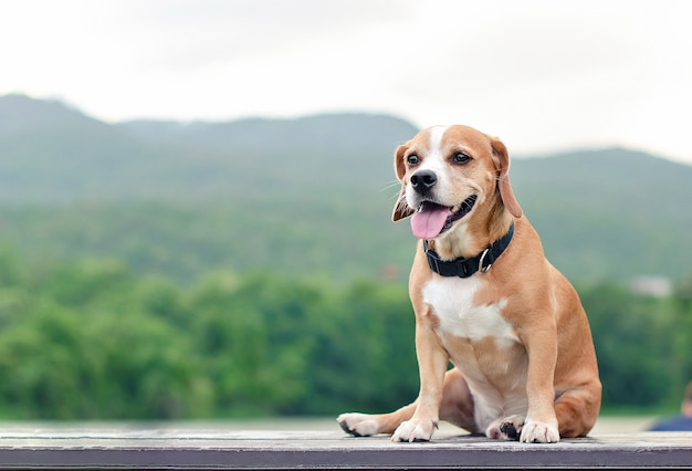 Dog sitting on wood in outdoor