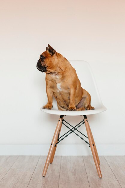 Dog sitting on wooden chair