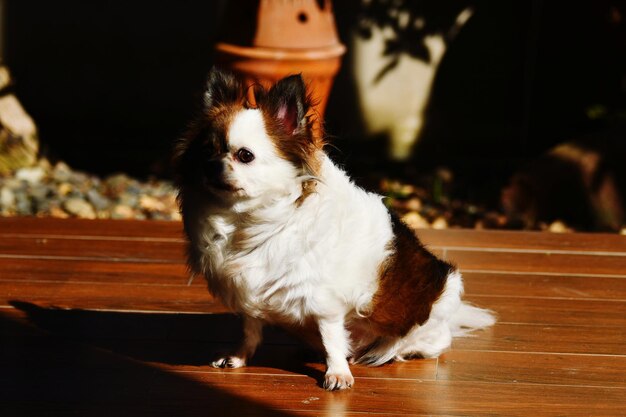 Photo dog sitting on wooden floor