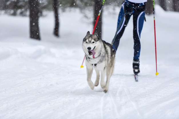 Dog skijoring competition