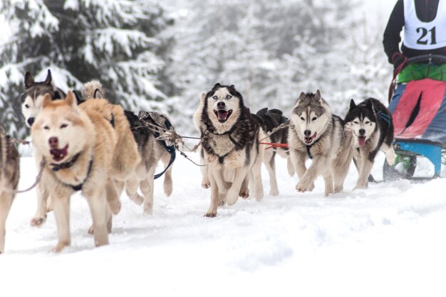 Dog sled race