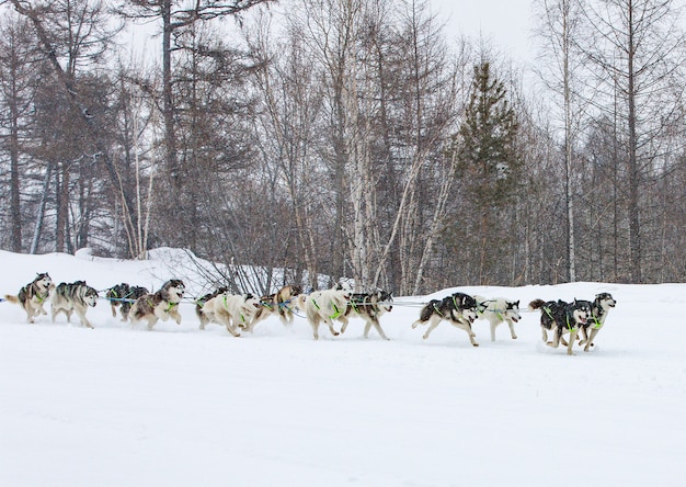 dog sled running on a winter landscape