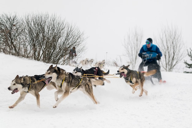 Dog sledding race. Man musher and husky sled dog team