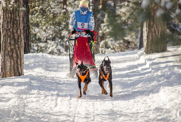 Dog sledding race. Woman musher and husky sled dog team