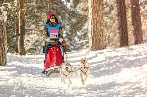 犬ぞりレース。女性マッシャーとハスキーそり犬チーム