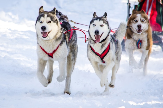 Dog sledding. Siberian Husky sled dog team in harness. 