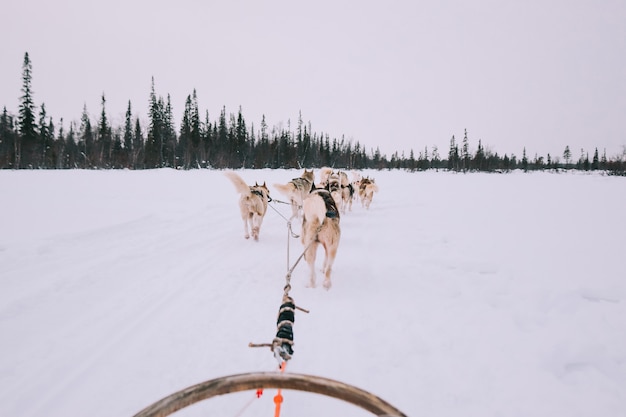 Dog sledding with huskies in Russia