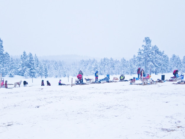 犬のスレッジレース冬ノルウェー雪