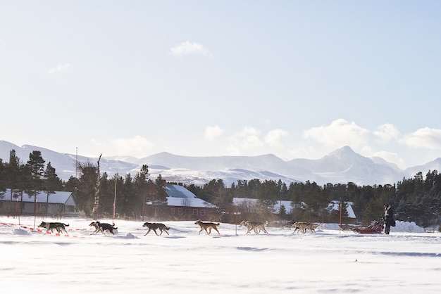 Photo dog sledge race winter norway snow