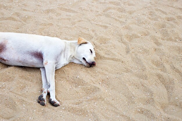 A dog sleeping on the beach