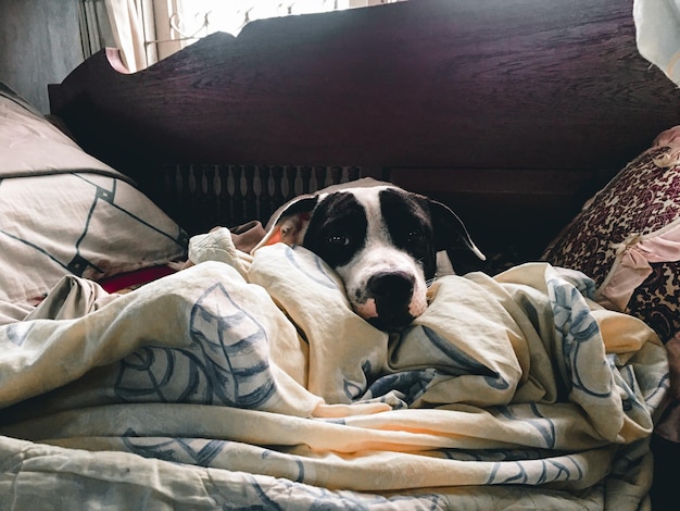 Photo dog sleeping on bed at home