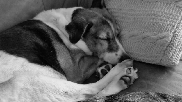 Photo dog sleeping on bed