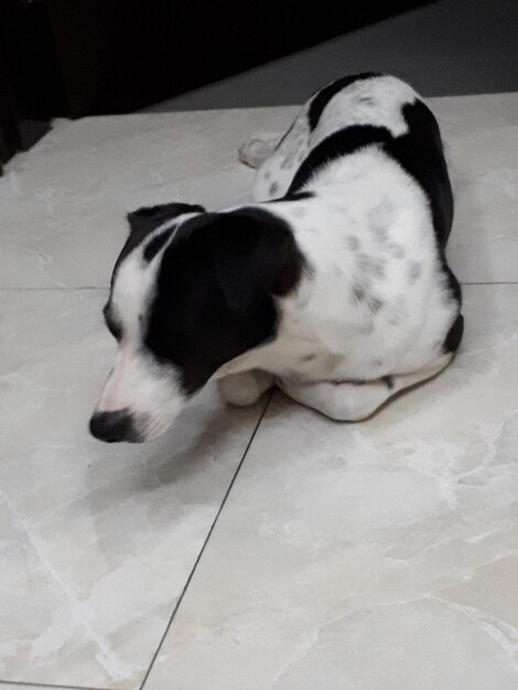 Photo dog sleeping on blanket