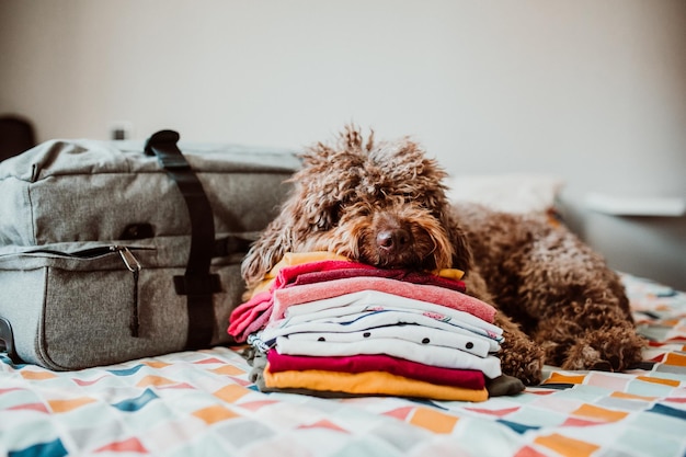 Photo dog sleeping by luggage on bed at home