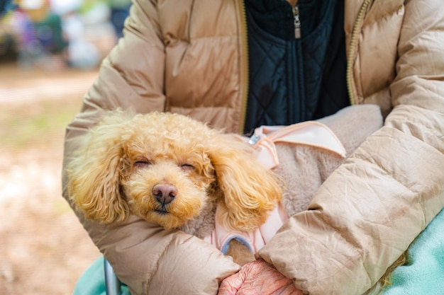 キャンプで寝ている犬