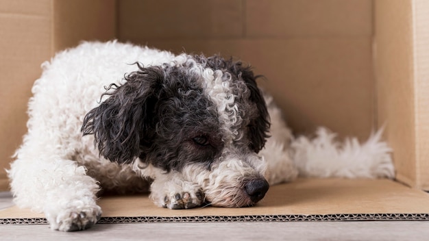 Dog sleeping in cardboard box