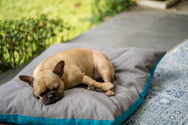 A dog sleeping on a dog bed