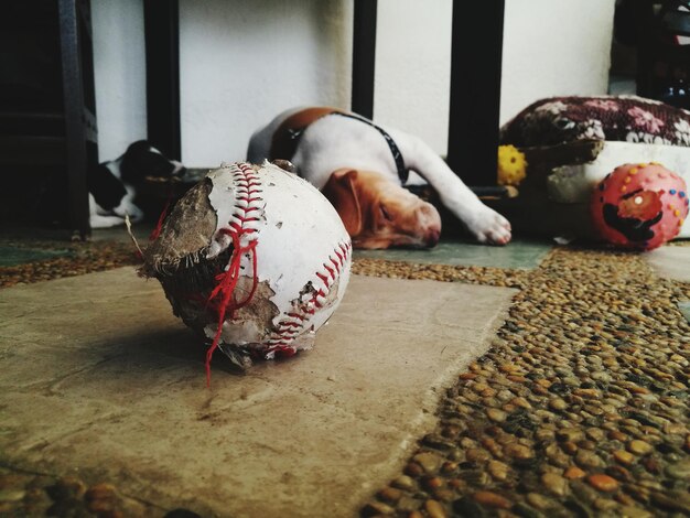 Photo dog sleeping on floor at home