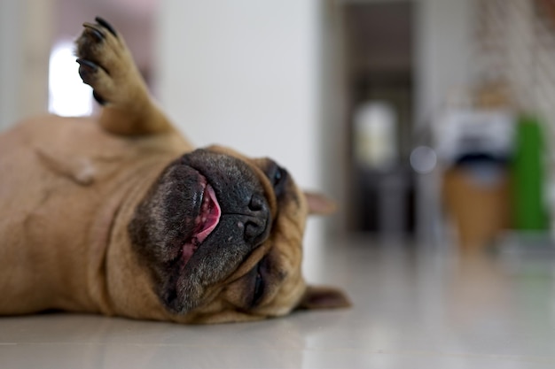 A dog sleeping on the floor with its tongue out