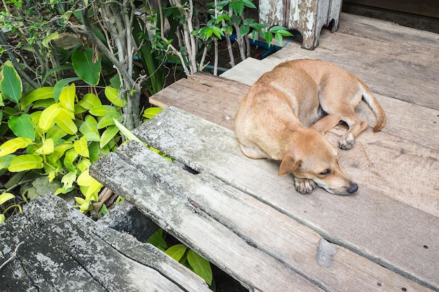 床で眠っている犬