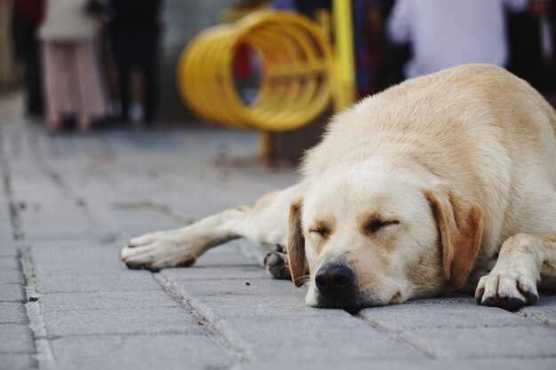 Dog sleeping on footpath