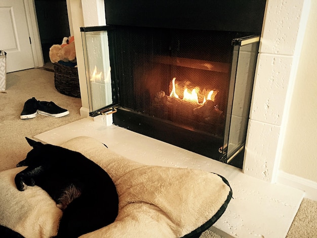 Dog sleeping in front of fireplace