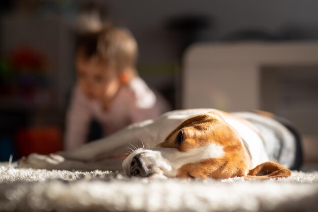 家で眠っている犬