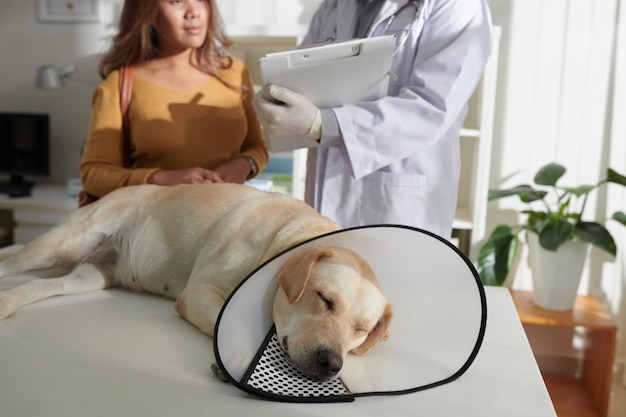 Dog Sleeping on Medical Table