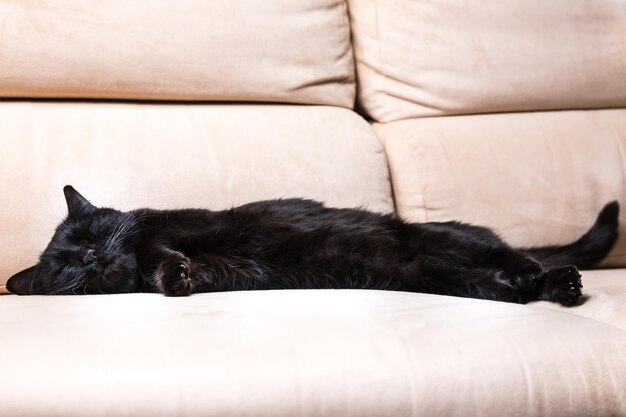 Dog sleeping on sofa at home