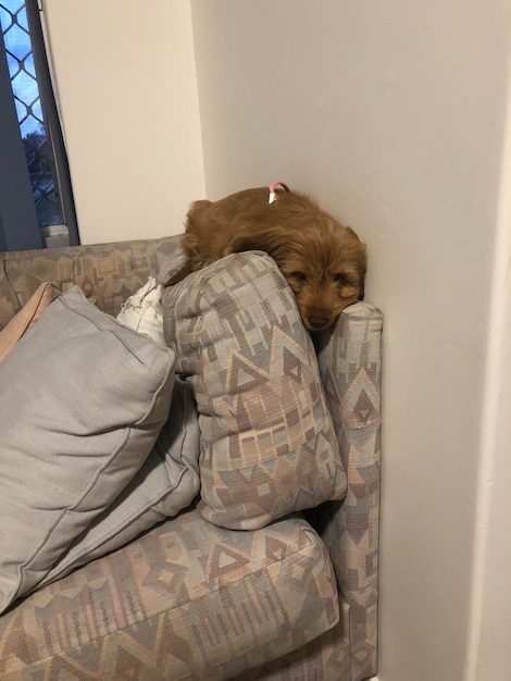 Photo dog sleeping on sofa at home