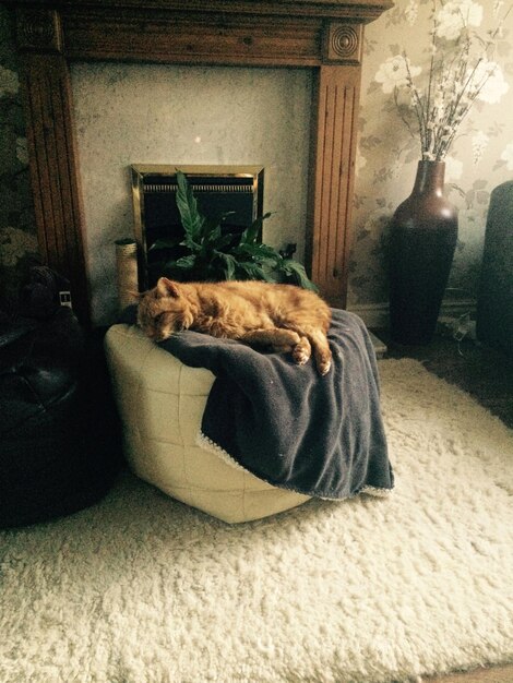 Photo dog sleeping on sofa