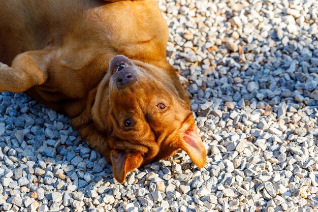 Dog sleeping in the sun at dawn.