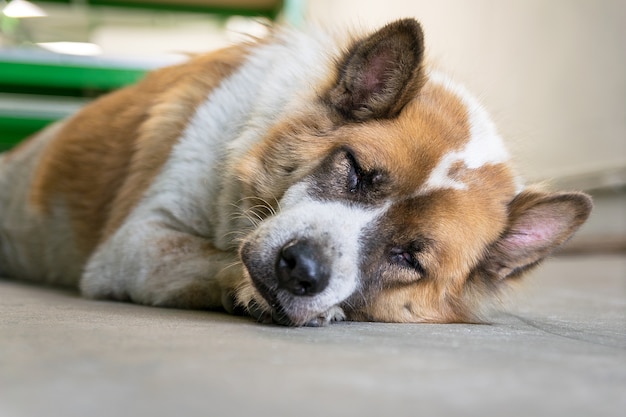 犬は寝ていて、少し休憩する、犬は眠って、床のセメントを夢見る