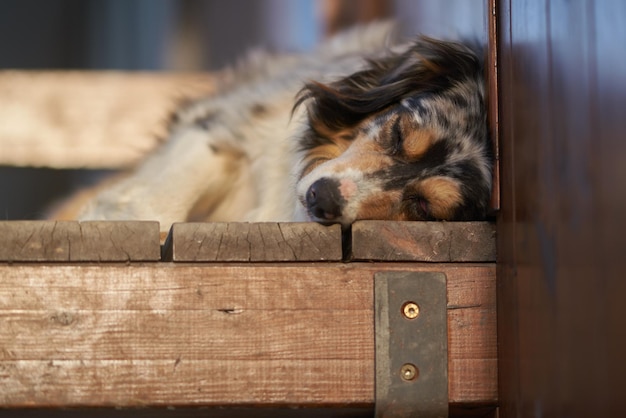 Photo dog sleeping