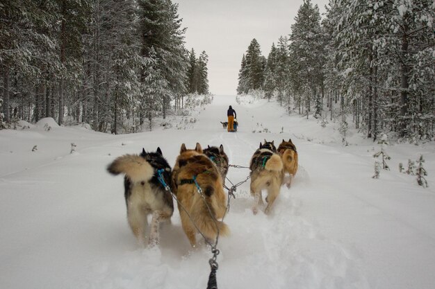 Photo dog slinding in the snow