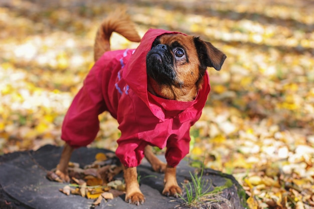 赤い全体的に身に着けている栗色の犬の小さなブラバンソン