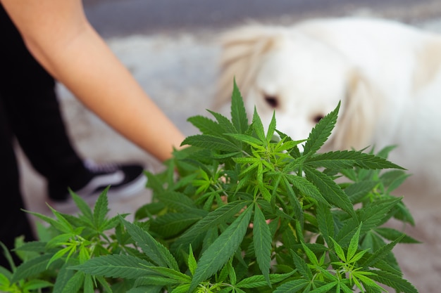 Dog smelling cannabis plant.