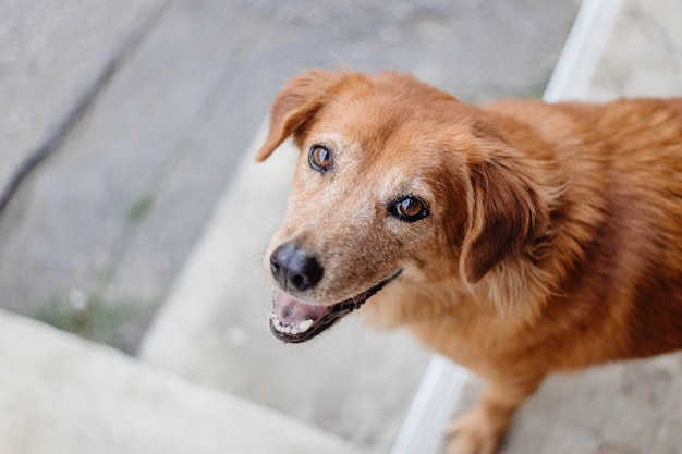 Dog smile cute innocent eyes looking camera