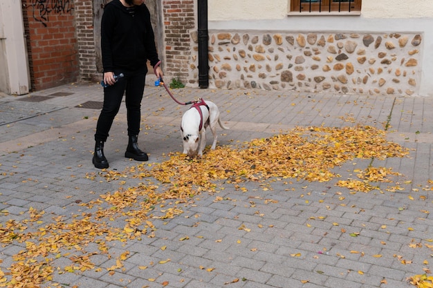 Foto cane che annusa un mucchio di foglie autunnali