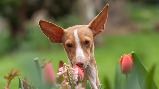 The dog sniffs a tulip in the garden.