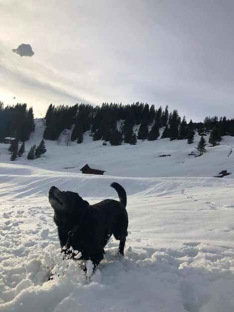 Dog on snow covered field against sky