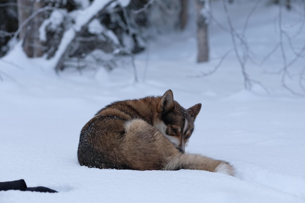 Dog on snow covered field