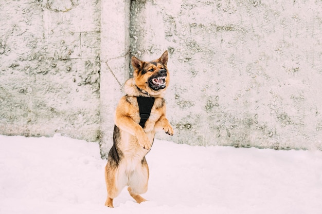 雪に覆われた畑の犬