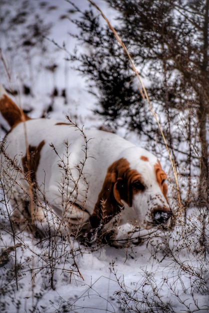 Photo dog on snow covered land