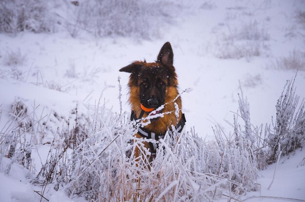 Dog on snow covered land