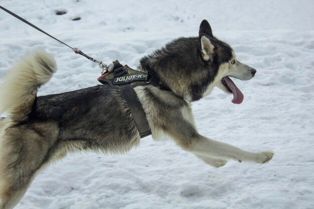 Photo dog on snow covered land