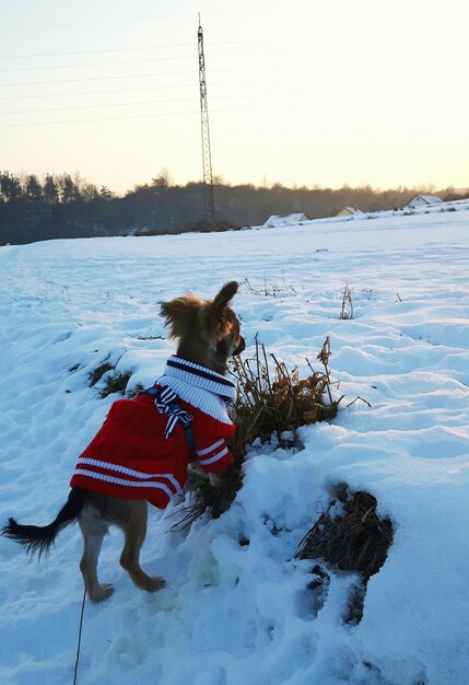 Photo dog on snow covered landscape during sunset