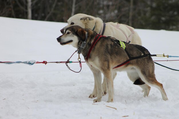 Foto cane su un paesaggio coperto di neve