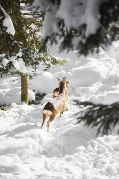 Foto cane su un paesaggio coperto di neve