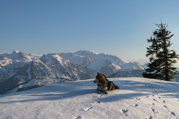 Dog on snow covered mountain against sky